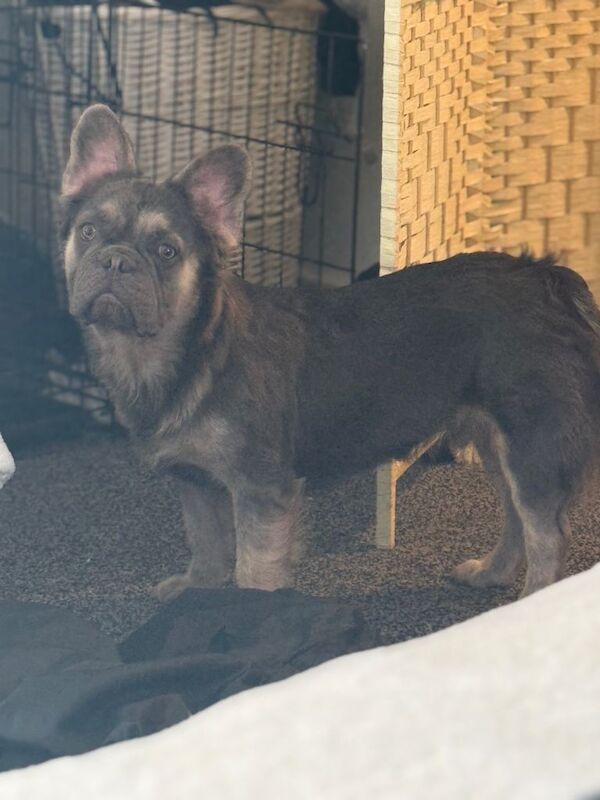 Full fluffy French bulldog - Image 3 of 5