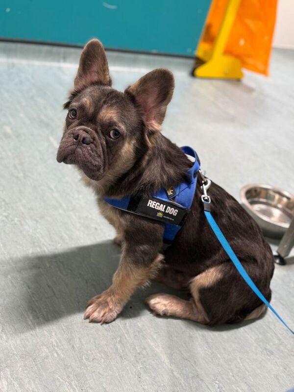 Full fluffy French bulldog - Image 4 of 5