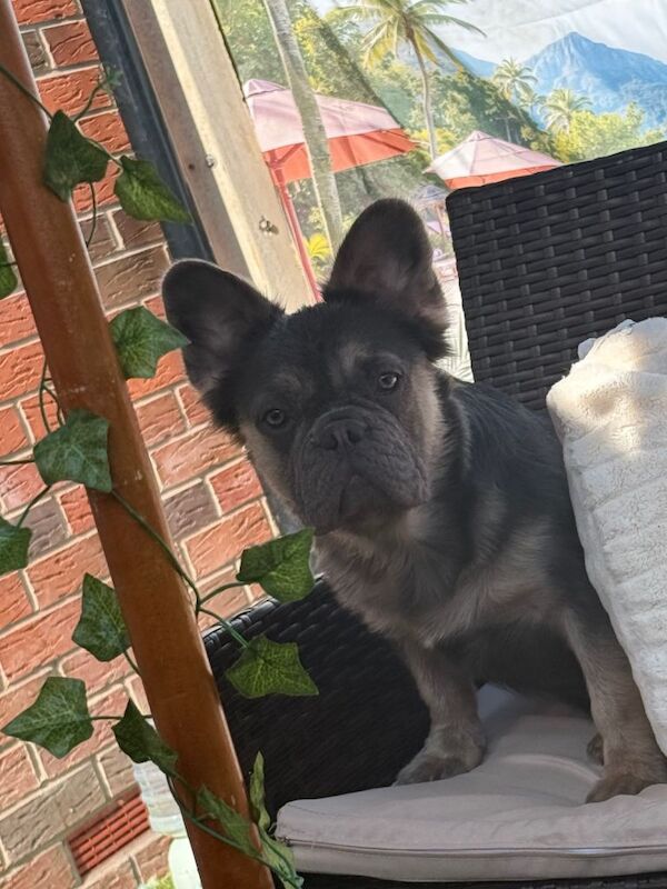 Full fluffy French bulldog - Image 5 of 5