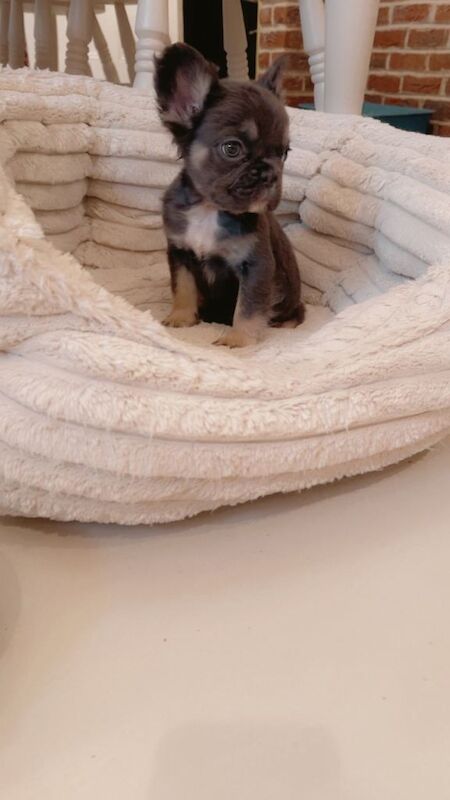 French Bulldog puppies for sale in Bishop Auckland, Durham – KC registered, 8 weeks old