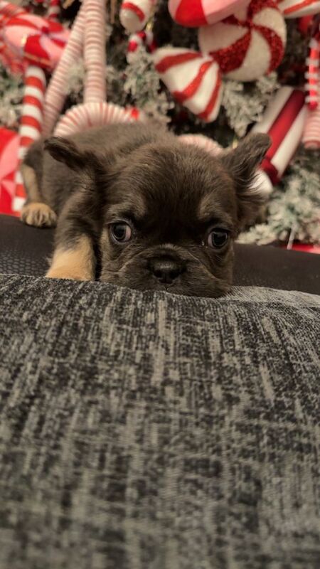 French Bulldog puppies for sale in Bishop Auckland, Durham – KC registered, 8 weeks old - Image 2 of 6