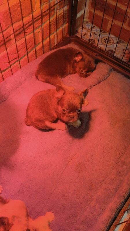 French Bulldog puppies for sale in Bishop Auckland, Durham – KC registered, 8 weeks old - Image 3 of 6