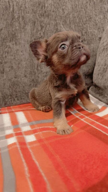 French Bulldog puppies for sale in Bishop Auckland, Durham – KC registered, 8 weeks old - Image 4 of 6