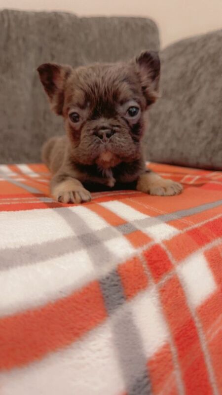 French Bulldog puppies for sale in Bishop Auckland, Durham – KC registered, 8 weeks old - Image 6 of 6