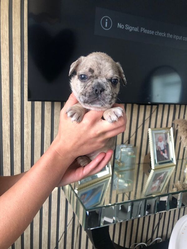 Full French bulldogs puppies for sell for sale in Southampton, Hampshire