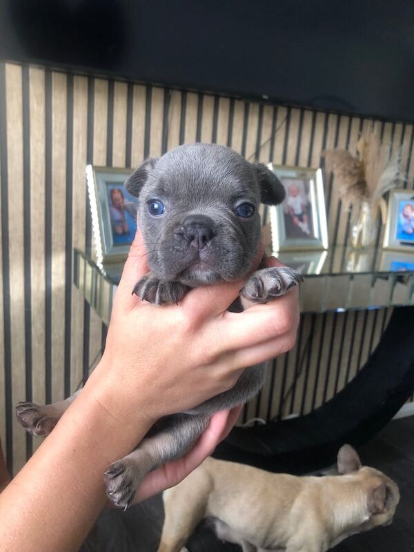 Full French bulldogs puppies for sell for sale in Southampton, Hampshire | Image 2