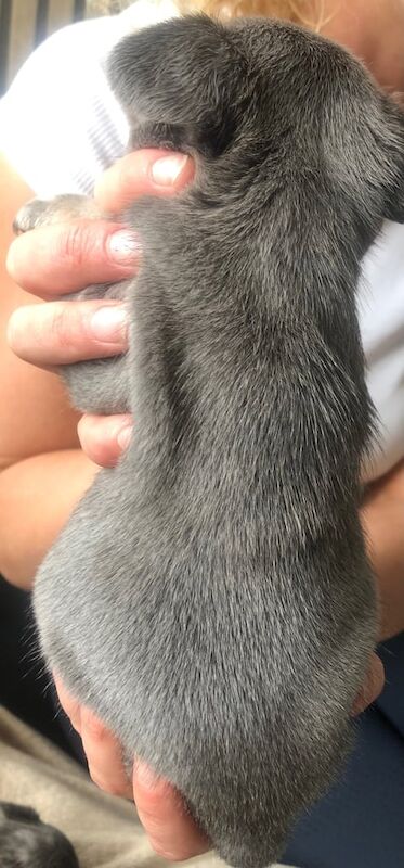 Full French bulldogs puppies for sell for sale in Southampton, Hampshire | Image 3