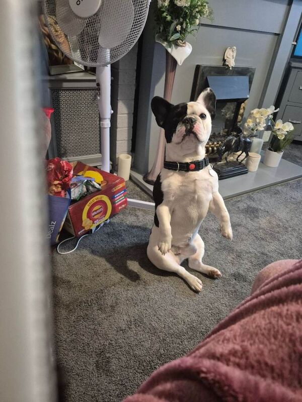 French Bulldog puppies for sale in Royal Leamington Spa, Warwickshire – 3 years old