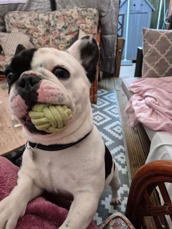 Full frenchie - Image 2 of 3