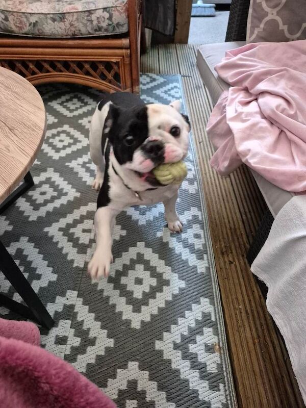 Full frenchie - Image 3 of 3