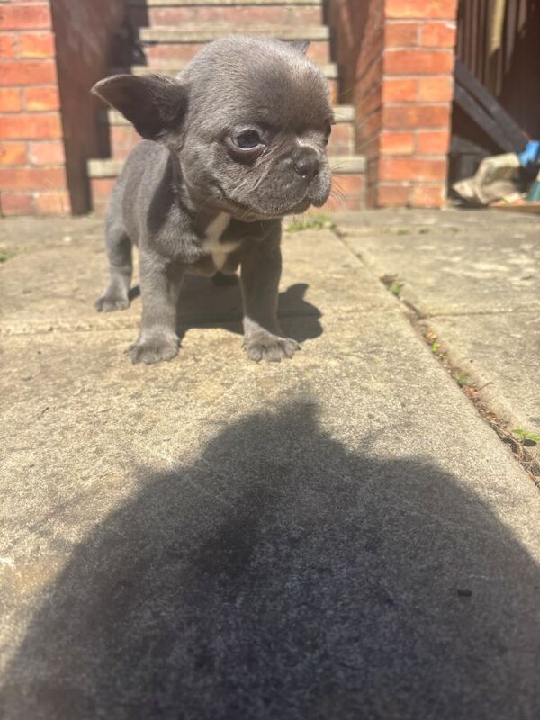 Full frenchie - Image 2 of 4