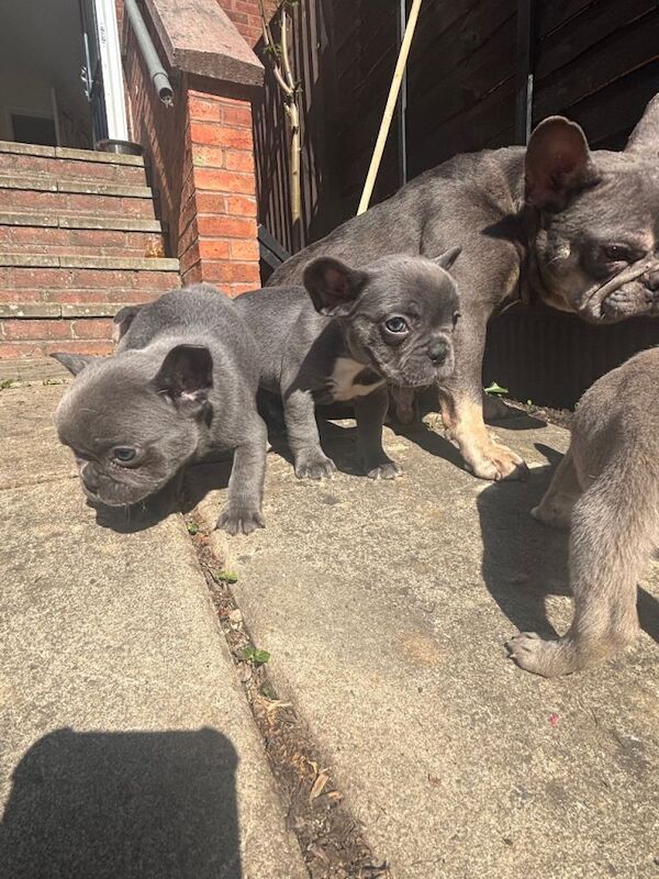 Full frenchie - Image 3 of 4