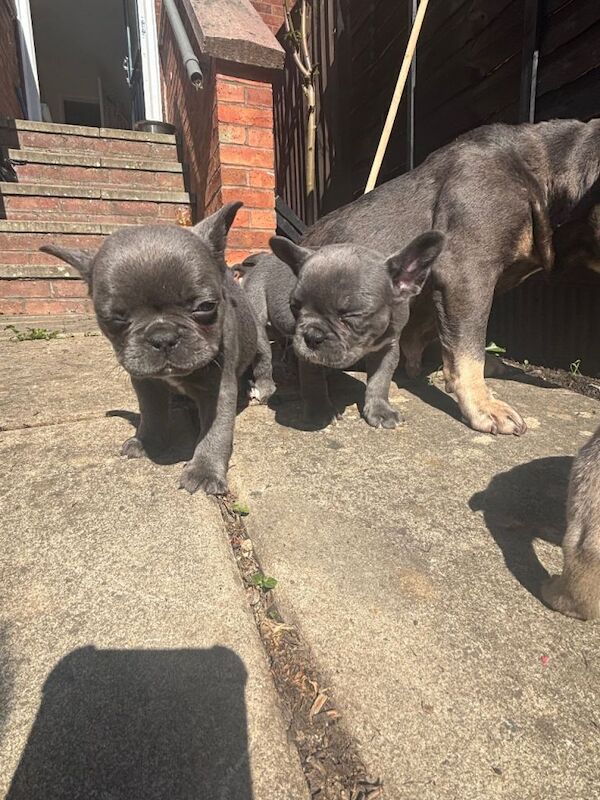 Full frenchie - Image 4 of 4