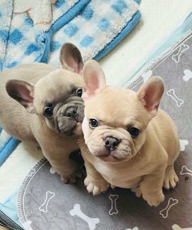 Full pedigree french bulldog puppies.
