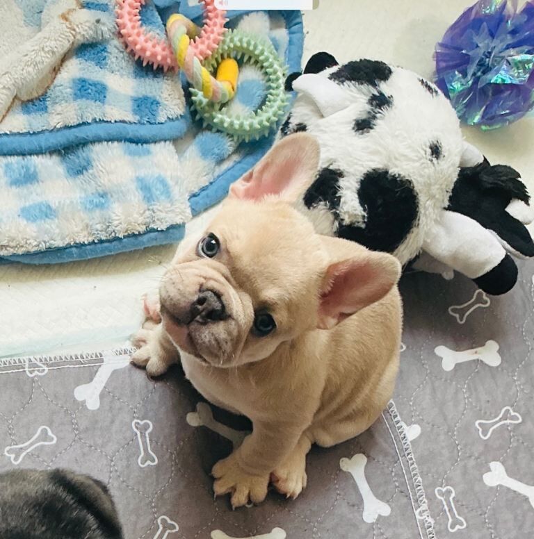 Full pedigree french bulldog puppies. - Image 2 of 6