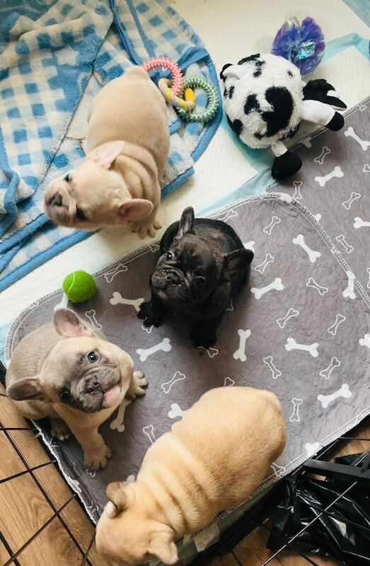 Full pedigree french bulldog puppies. - Image 3 of 6