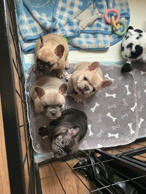 Full pedigree french bulldog puppies. - Image 4 of 6