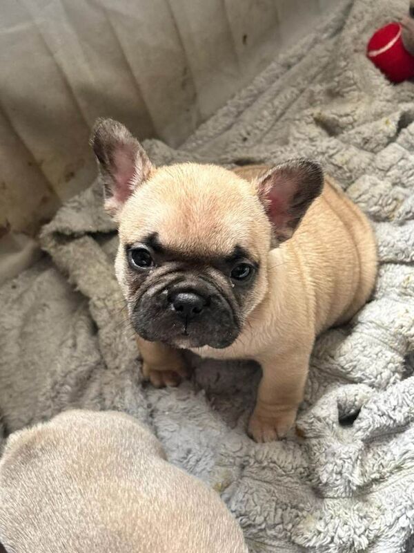 Full pedigree french bulldog puppies. - Image 5 of 6