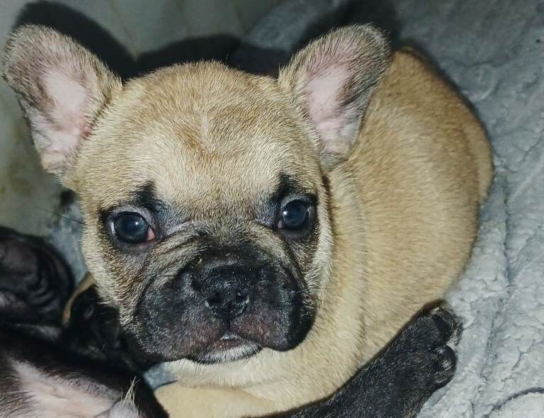 Full pedigree french bulldog puppies. - Image 6 of 6