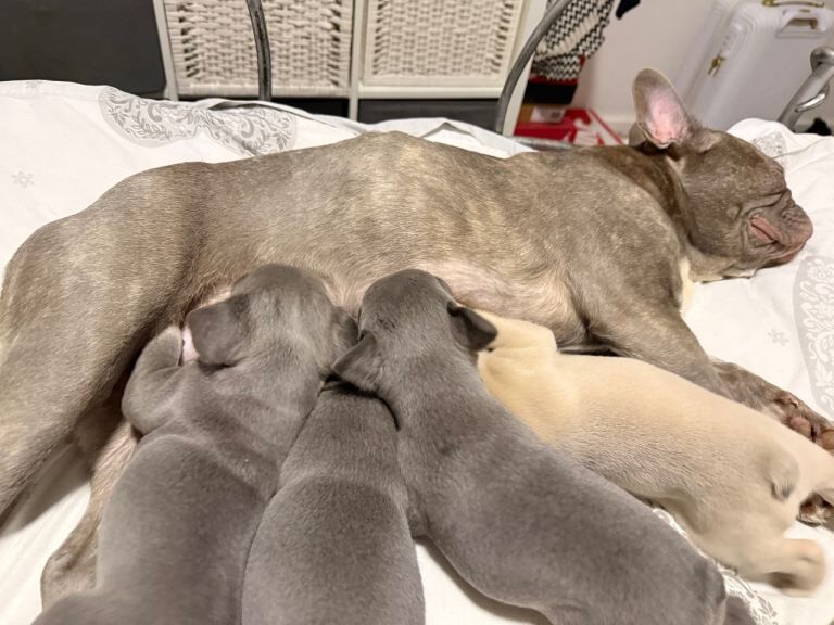 Full pedigree kc registered they come from good stock