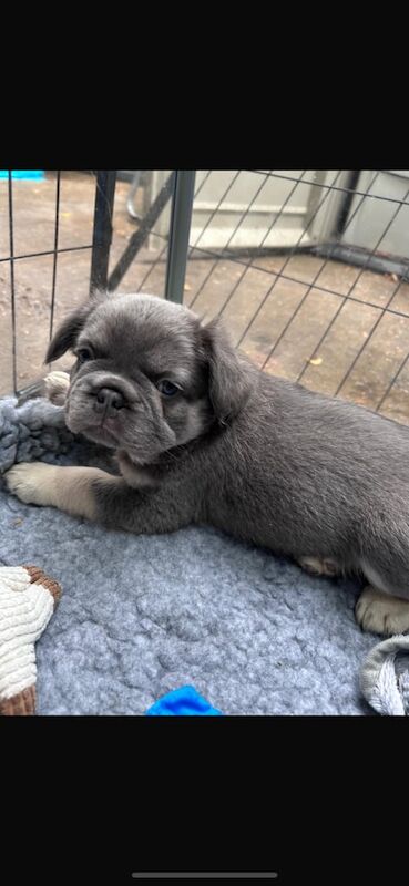 French Bulldog puppies for sale in Witham, Essex – KC registered, 8 weeks old