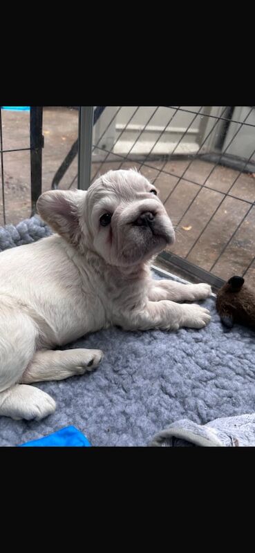 French Bulldog puppies for sale in Witham, Essex – KC registered, 8 weeks old - Image 2 of 3