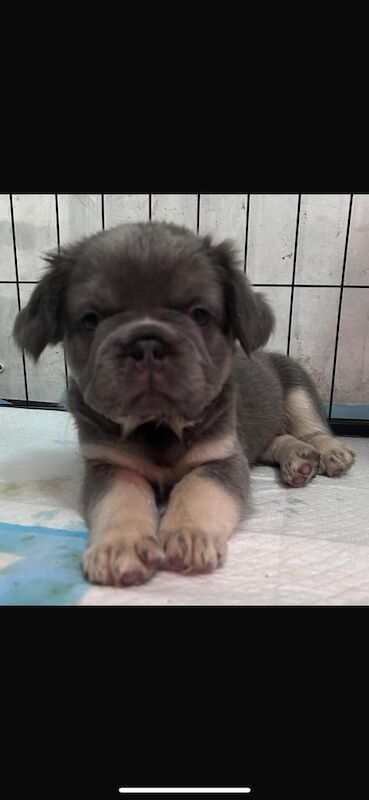 French Bulldog puppies for sale in Witham, Essex – KC registered, 8 weeks old - Image 3 of 3