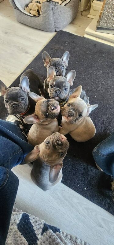 French Bulldog puppies for sale in Great Barr, West Midlands – KC registered, 8 weeks old