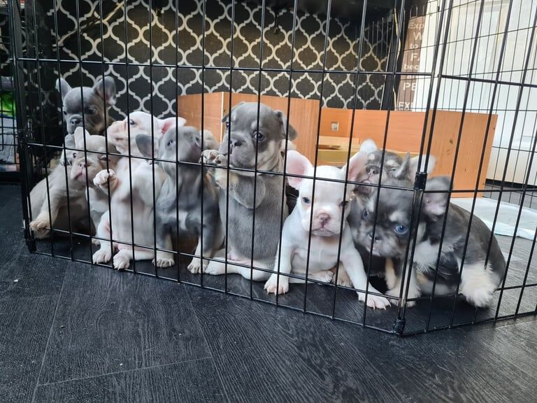 French Bulldog puppies for sale in Calne, Wiltshire – KC registered, 9 weeks old