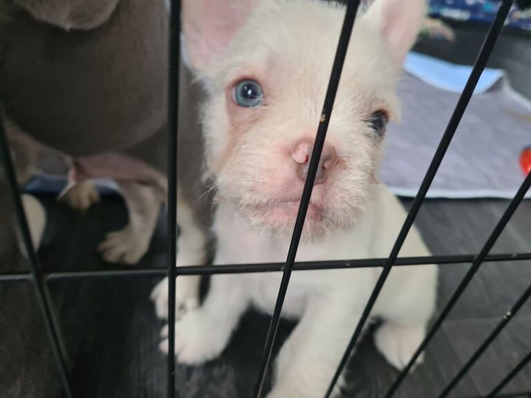 French Bulldog puppies for sale in Calne, Wiltshire – KC registered, 9 weeks old - Image 2 of 3