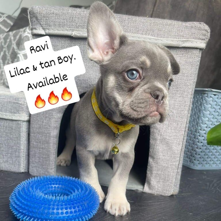 French Bulldog puppies for sale in Calne, Wiltshire – KC registered, 9 weeks old - Image 3 of 3
