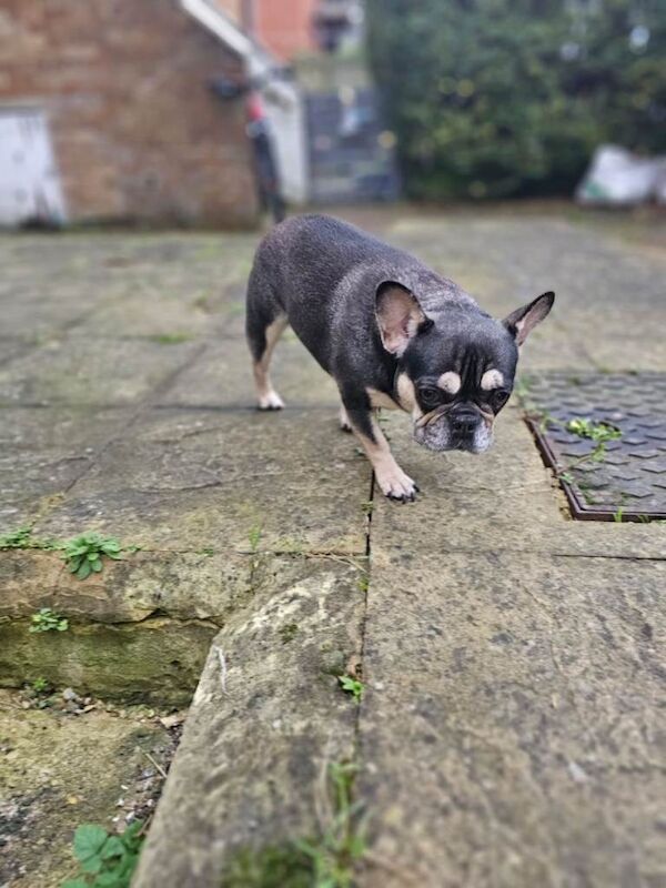 French Bulldog puppies for sale in Ruislip, Greater London – 6 years old