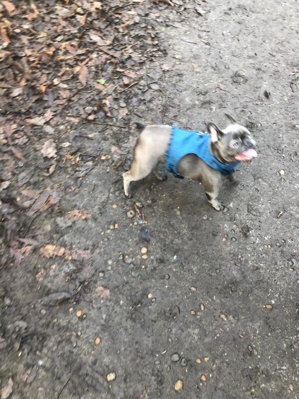 French Bulldog puppies for sale in South East London, London β 2 years old