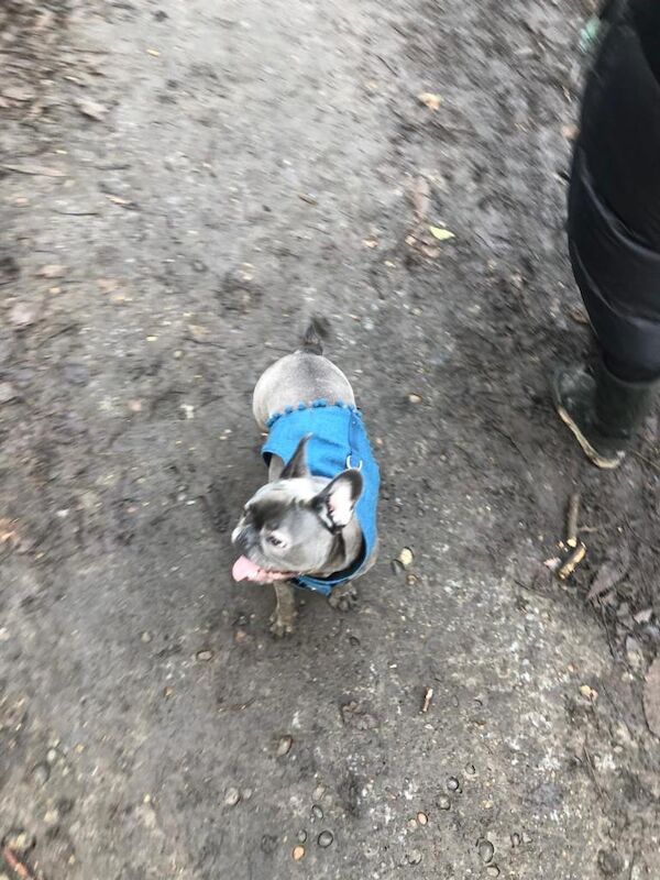 Girl Frenchie for sale! - Image 2 of 3