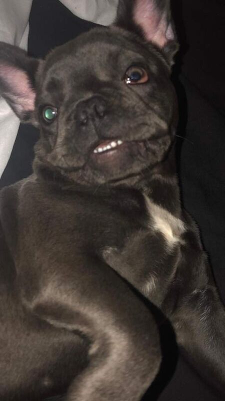 Girl Frenchie for sale! - Image 3 of 3