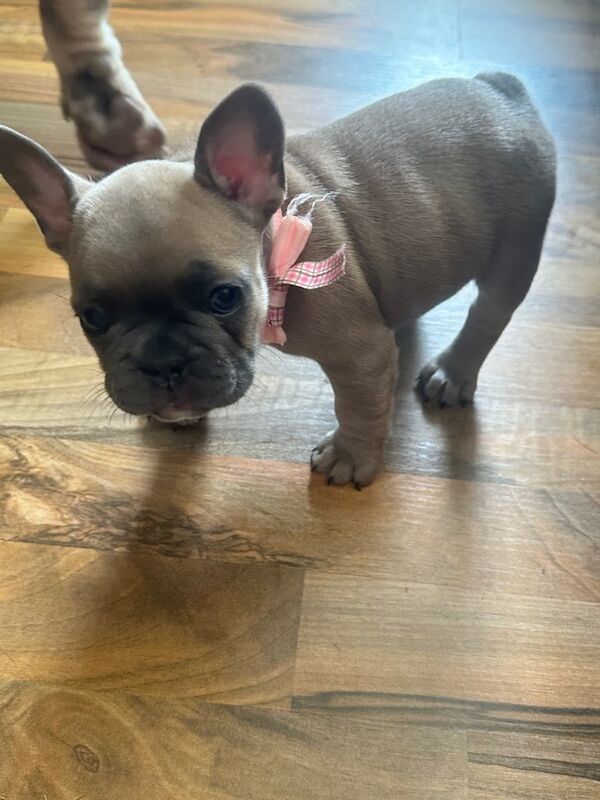 Girl Frenchie puppy for sale in Livingston, West Lothian