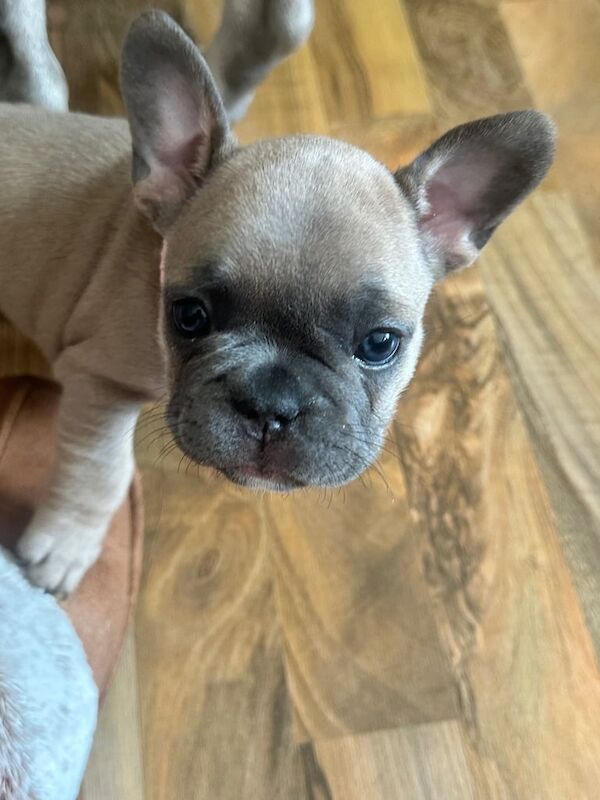 French Bulldog puppies for sale in Livingston, West Lothian – KC registered, 9 months old - Image 2 of 3