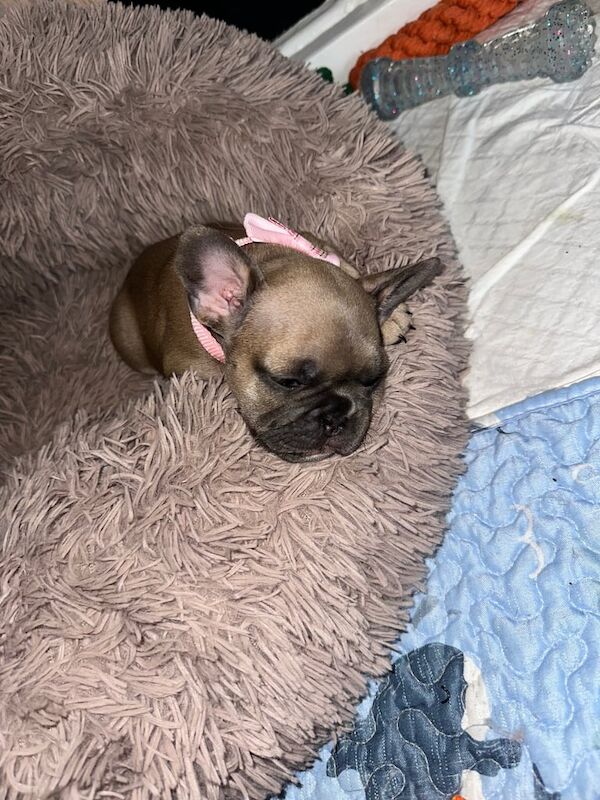 French Bulldog puppies for sale in Livingston, West Lothian – KC registered, 9 months old - Image 3 of 3