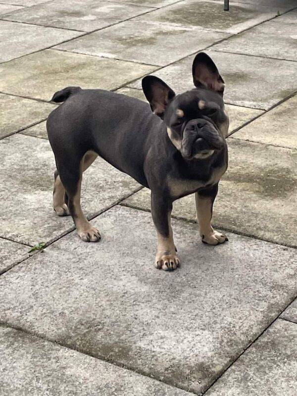 Girl frenchies