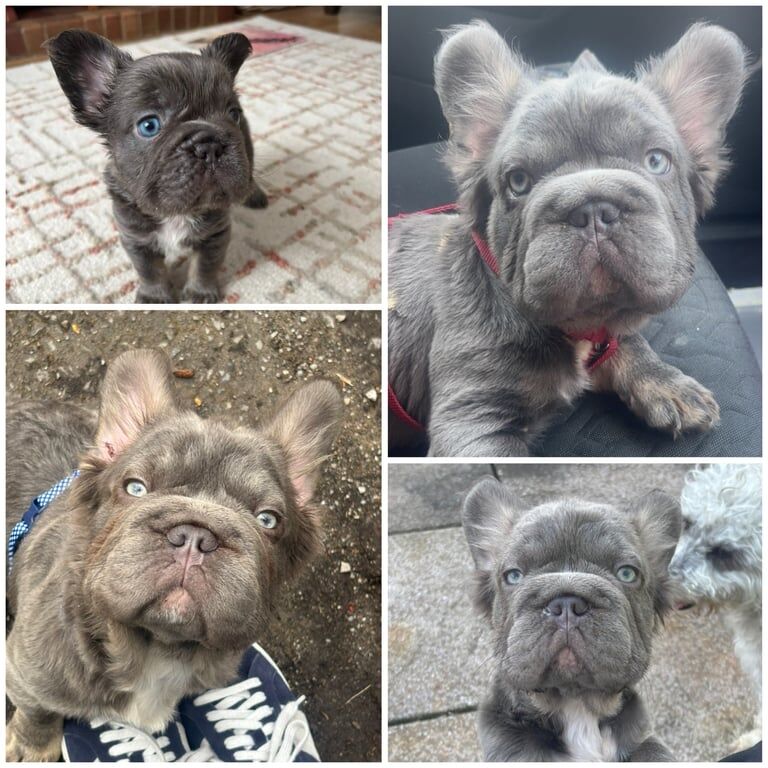 Gizzy- visual fluffy frenchie for sale in Port Talbot, West Glamorgan
