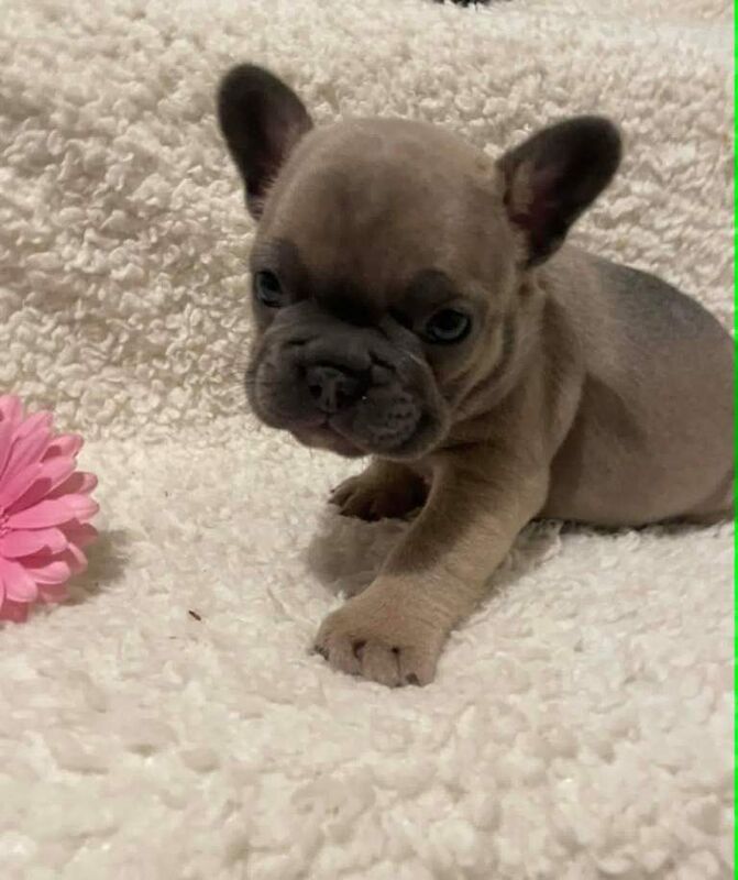 Gorgeous chunky frenchie puppies