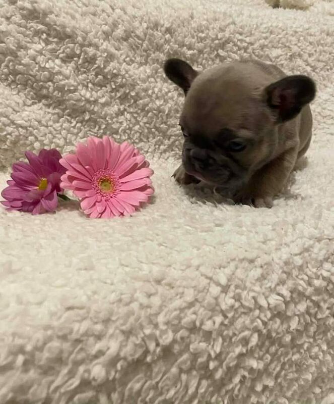 Gorgeous chunky frenchie puppies - Image 2 of 3