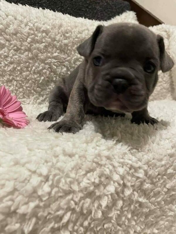 Gorgeous chunky frenchie puppies - Image 3 of 3