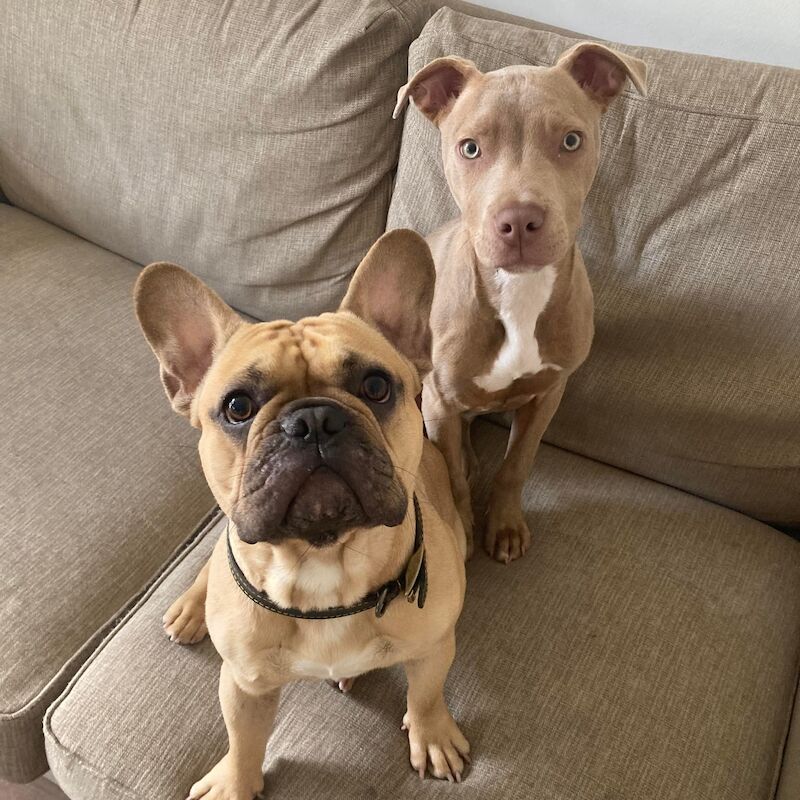 French Bulldog stud dog for stud in Abbey Wood, Greenwich, Greater London – 3 years old - Image 2 of 4