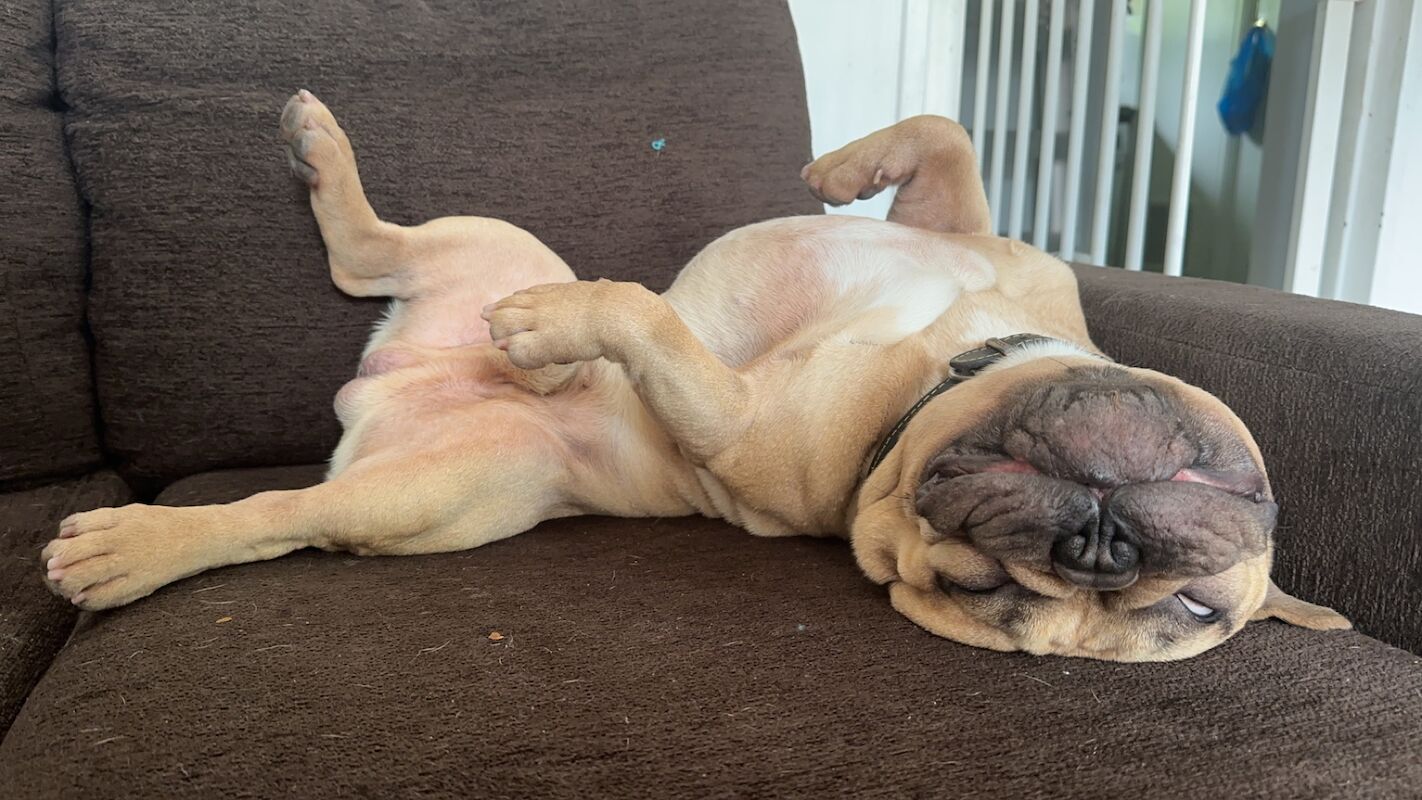 French Bulldog stud dog for stud in Abbey Wood, Greenwich, Greater London – 3 years old - Image 3 of 4