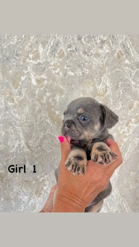 Gorgeous fluffy frenchies looking for their new home! for sale in Swansea/Abertawe, Swansea | Image 2