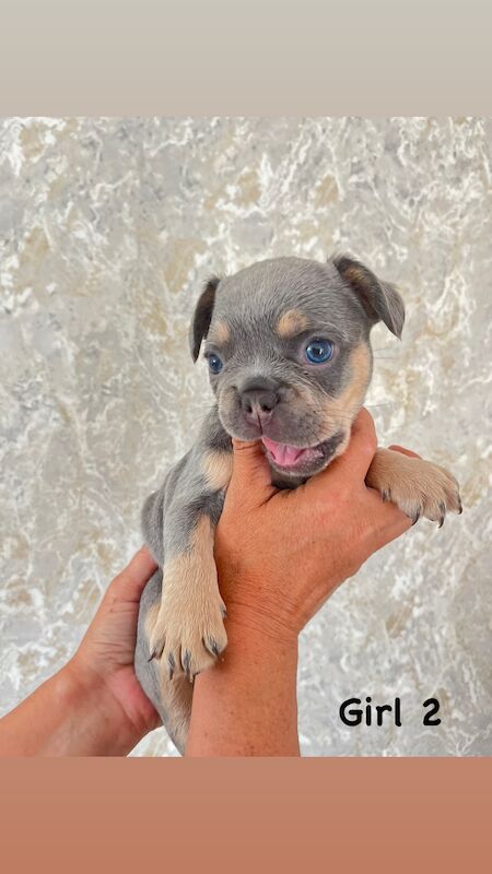 Gorgeous fluffy frenchies looking for their new home! for sale in Swansea/Abertawe, Swansea | Image 3