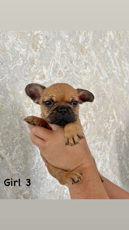 Gorgeous fluffy frenchies looking for their new home! for sale in Swansea/Abertawe, Swansea | Image 4