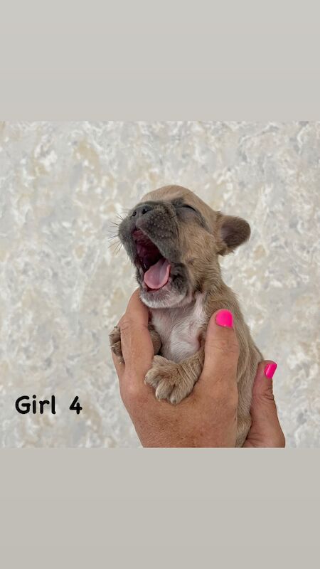 French Bulldog puppies for sale in Swansea/Abertawe, Swansea – KC registered, 1 year old - Image 5 of 15