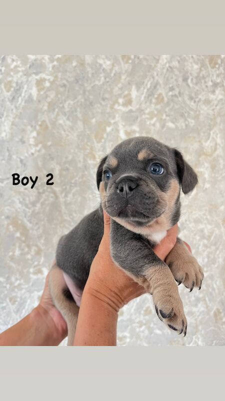 French Bulldog puppies for sale in Swansea/Abertawe, Swansea – KC registered, 1 year old - Image 6 of 15